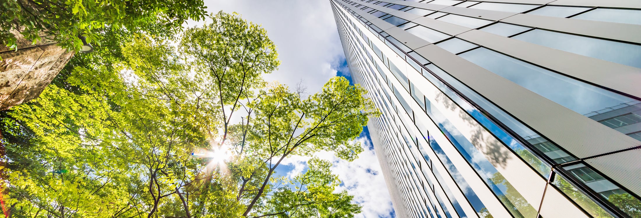 trees & high rise building