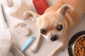 A Chihuahua looks up while lying on a wooden floor, surrounded by various grooming tools and a bowl of dry kibble. The items include a red brush, soap dispenser, exfoliating sponge, and metal comb.
